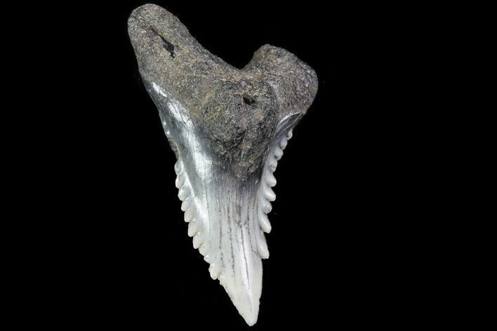 Serrated, Fossil Hemipristis Tooth - Georgia #74837